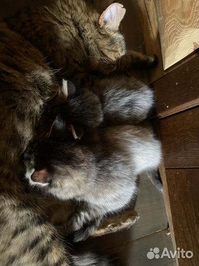 Котята