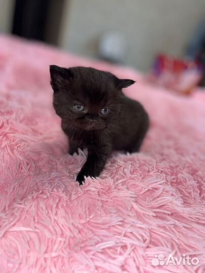 Шотландская