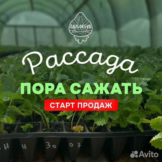 Рассада клубники