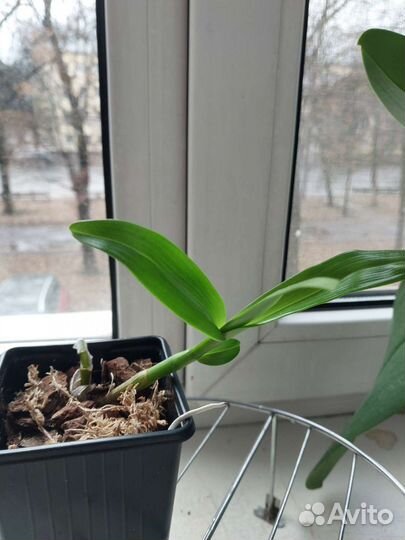 Дендробиум нобиле