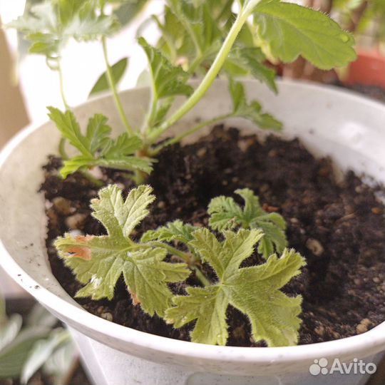 Душистая герань с ароматом лимона