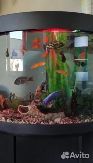 Аквариум