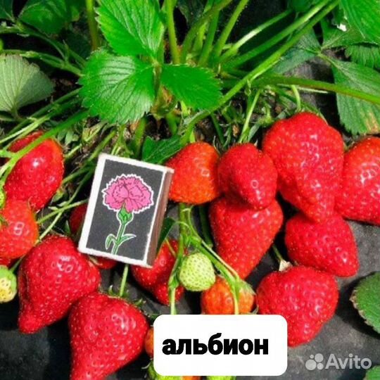 Рвссада клубники