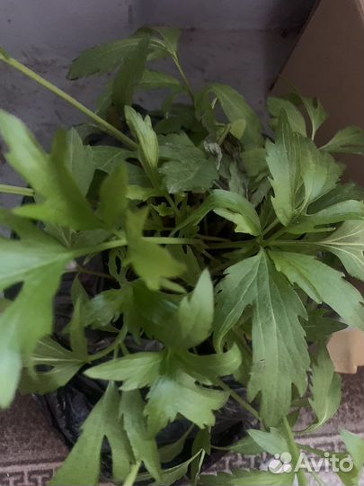 Золотой шар, Барвинок малый