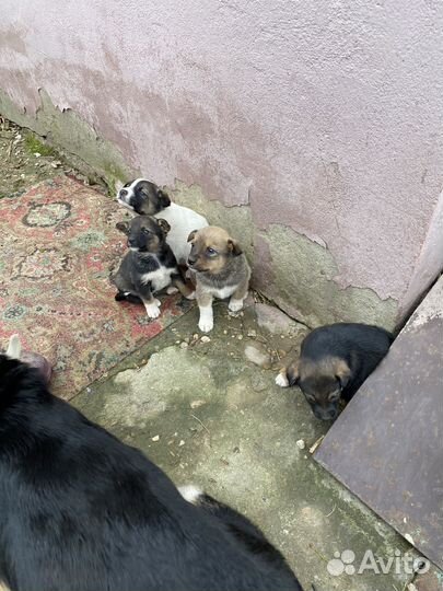 Щенок в добрые руки бесплатно