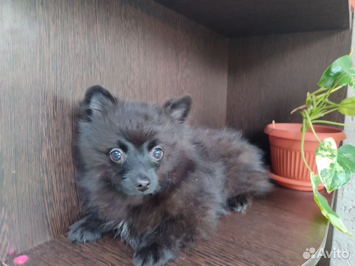 Девочки шпиц