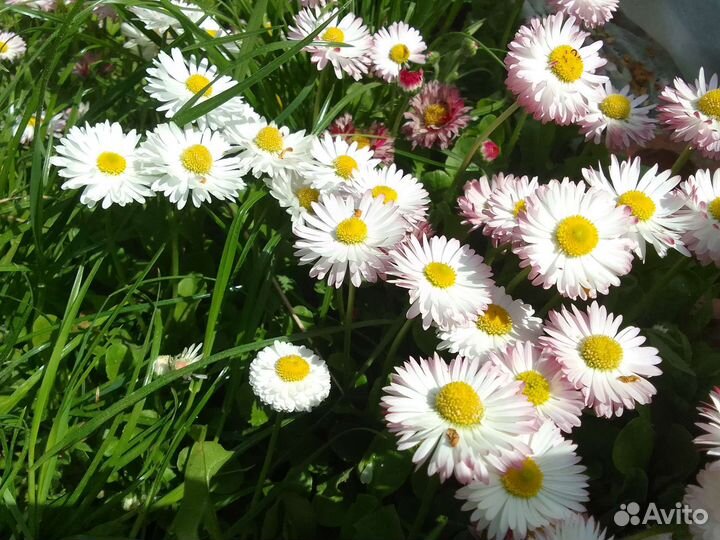 Маргаритки