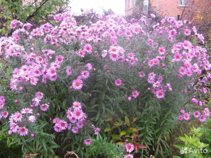 Ландыши, ирисы, астры многолетние кустарниковые