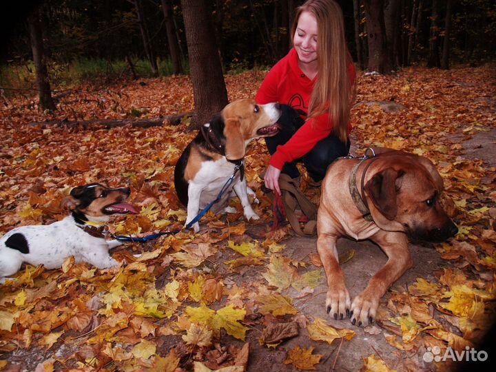 Ветеринарный ассистент