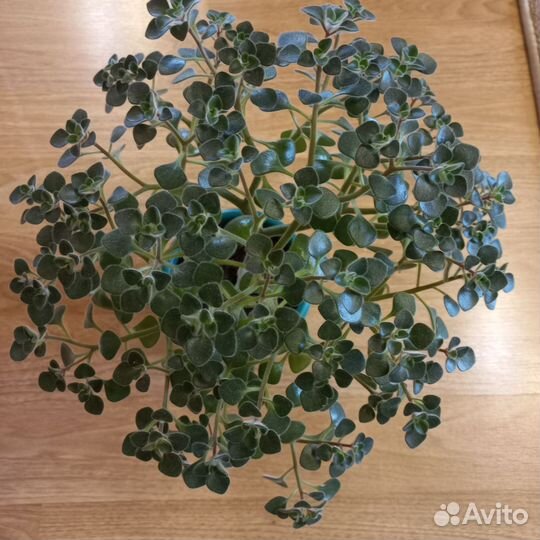 Аихризон дерево любви