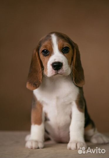Щенок бигль