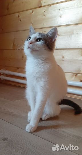 Котенок девочка