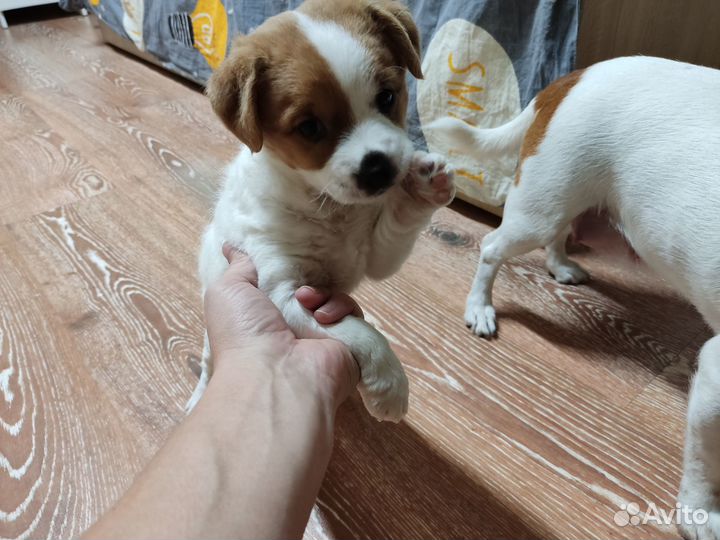 Отдам щенка в добрые руки