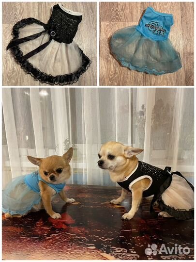 Одежда для маленькой собачки/кошки