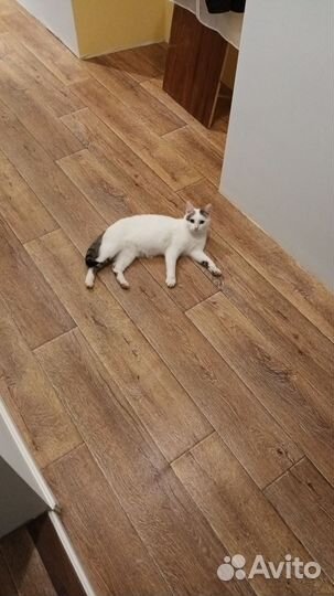 Кошка в добрые руки