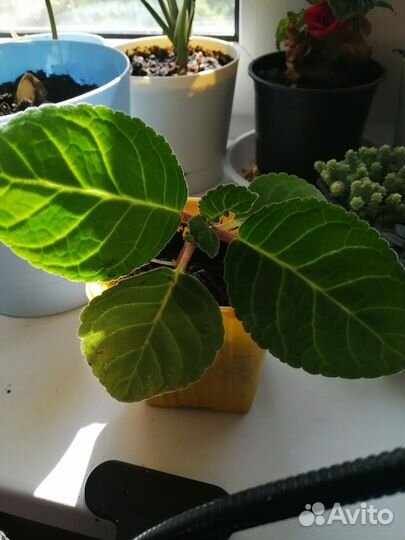 Продам глоксинии