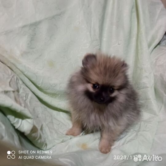 Девочка. С документами РКФ