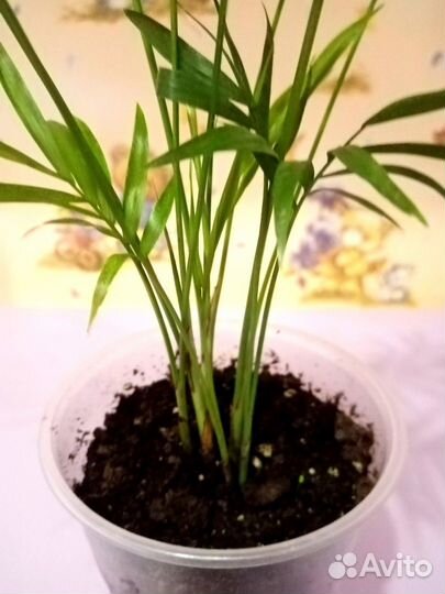 Хамедорея,антуриум, кротон