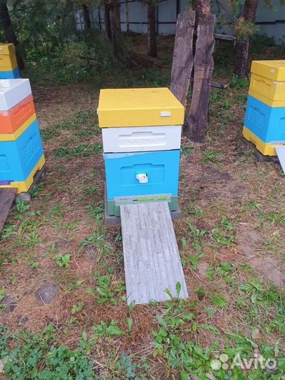 Ульи пчёлы матки