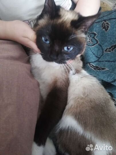 Котята в добрые руки бесплатно