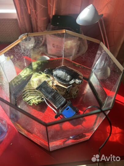 Аквариум с черепахой