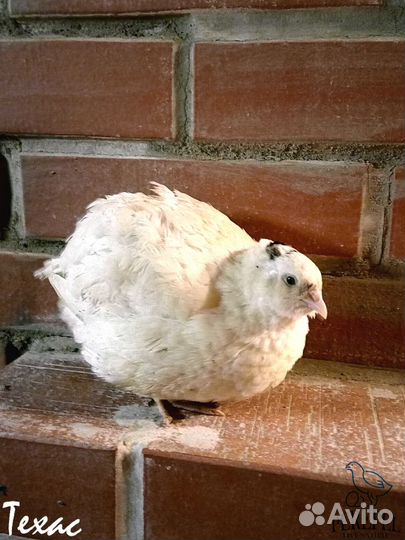 Перепела техасской, эстонской, маньчжурской породы