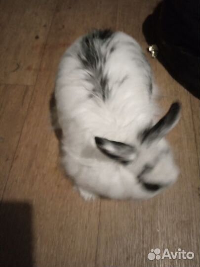 Декоративный кролик