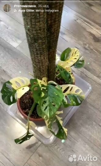 Тотем опора