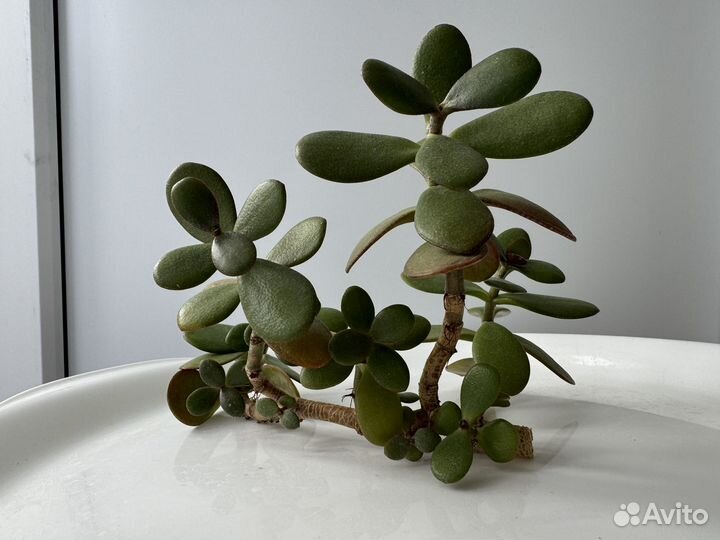 Денежное дерево толстянка крассула