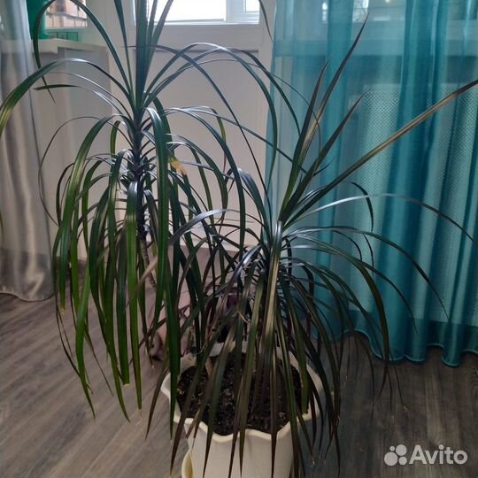 Комнатные цветы драцена