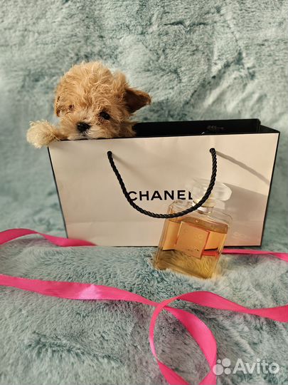 Maltipoo f1 micro mini