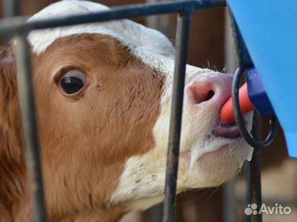 Ведро для выпойки телят или козлят DeLaval Швеция