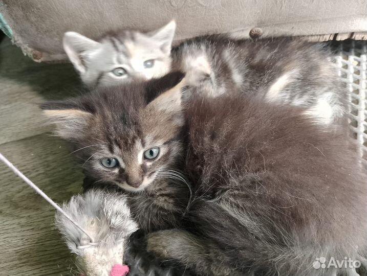 Котята отдам бесплатно