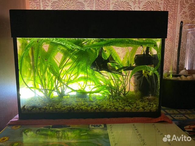 Аквариум маленький вместе с скаляриями купить в Красногорске | Животные ...