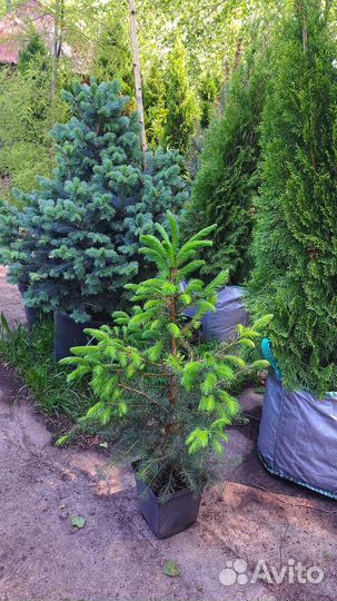 Ель сербская