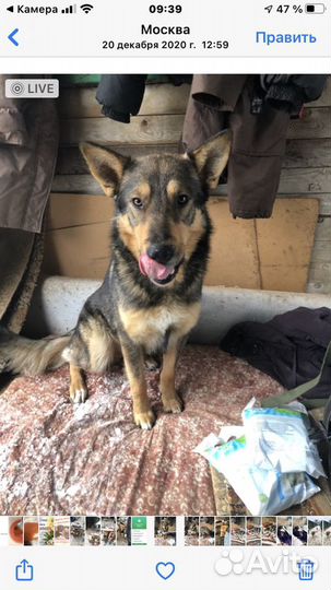 Собака из приюта в добрые руки