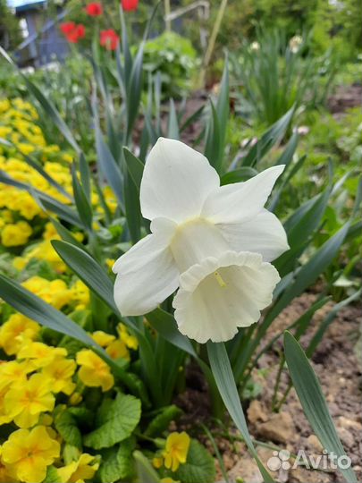 Луковицы нарциссов