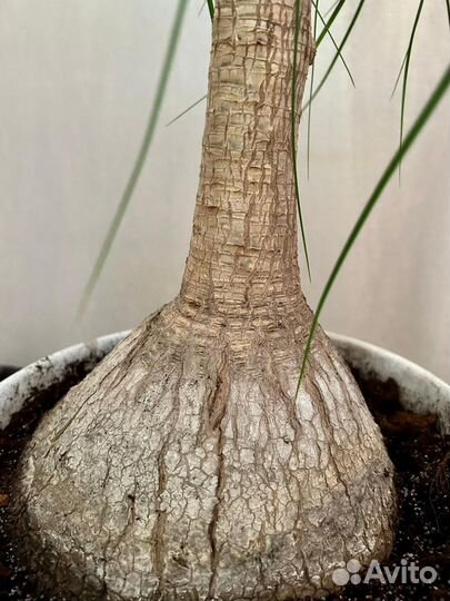 Нолина (бокарнея)