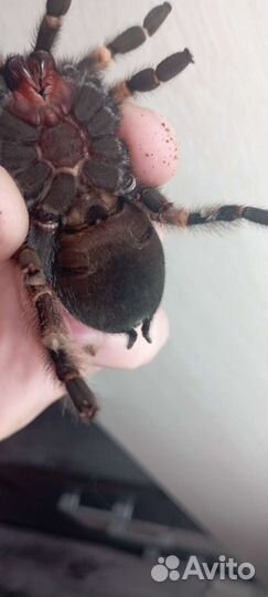 Птицееды, муравьи