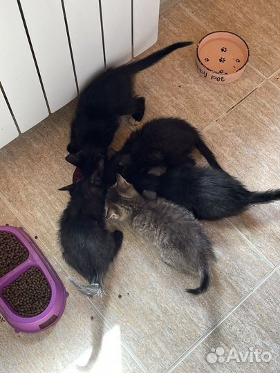 Котята бесплатно