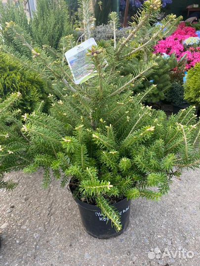 Ива хакуро нишики на штамбе