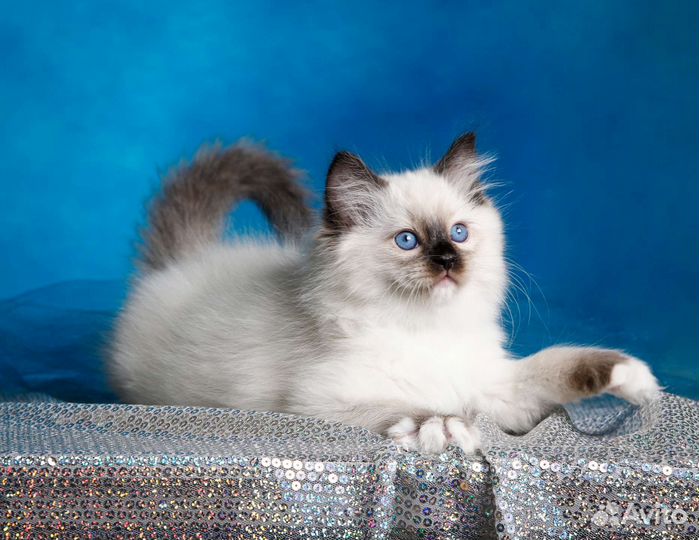 Котята рэгдолл