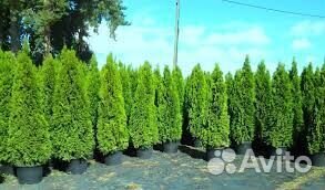 Туя смарагд, брабант