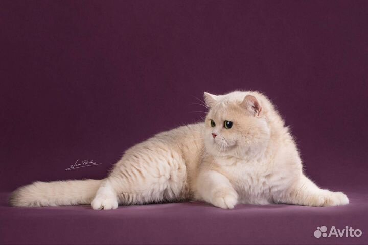 Золотая шиншилла ау12