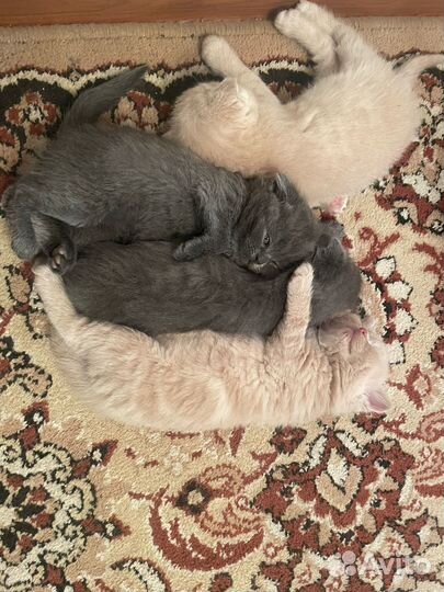 Британские котята