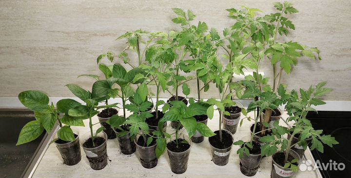 Рассада перцев томатов (помидор )
