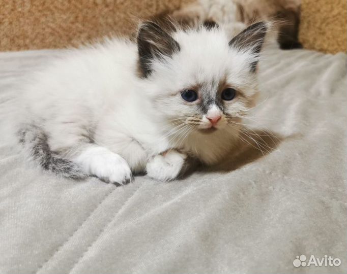 Котята рэгдолл