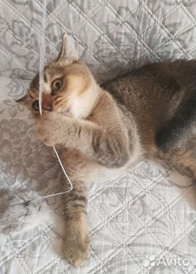 Шотландец