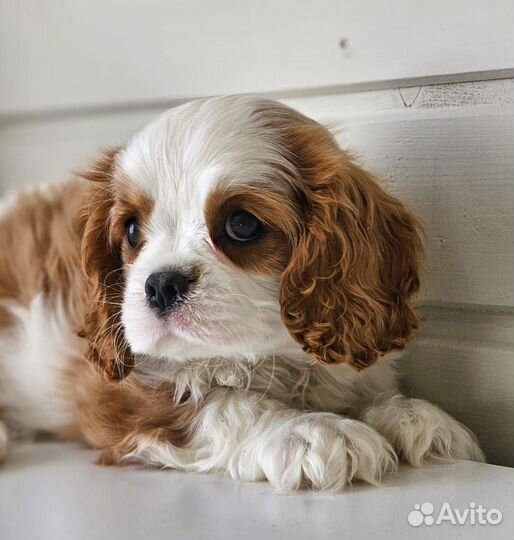 Девочка кавалер Кинг Чарльз спаниель