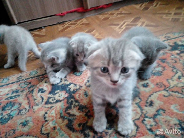 Британские котята